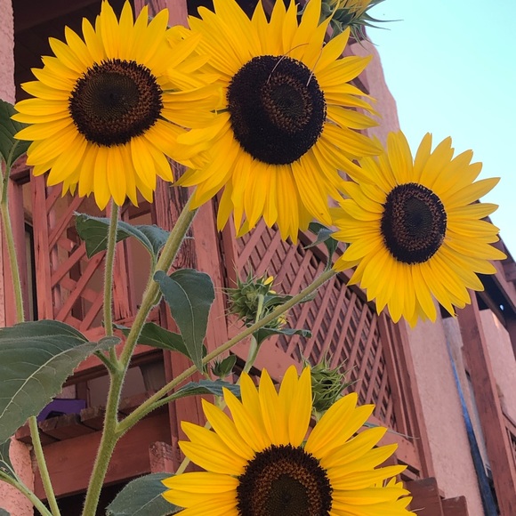 Meet your Posher, Trish - Picture 1 of 1